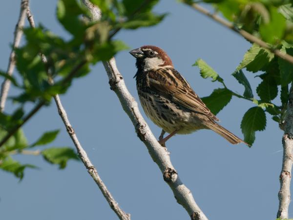 <h3>Passer&nbsp;hispaniolensis / Spanish&nbsp;sparrow / Spaanse&nbsp;mus</h3>OM-1 Mark II met OLYMPUS M.150-400mm F4.5 TC, 1/2000 sec  bij F5.6, ISO 500, afstand 17.2&nbsp;m
